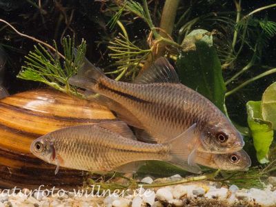 Bitterling Rhodeus sericeus Foto Wolfgang Willner Naturfoto-4