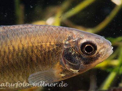 Bitterling Rhodeus sericeus Foto Wolfgang Willner Naturfoto-_8936