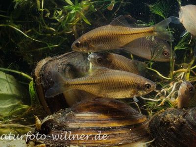 Bitterling Rhodeus sericeus Foto Wolfgang Willner Naturfoto-_8956