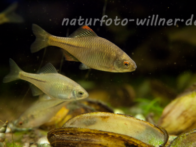 Bitterling Rhodeus sericeus Foto Wolfgang Willner Naturfoto