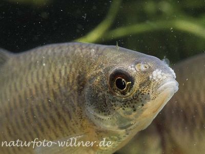 Bitterling mit Malermuscheln 7 Foto W. Willner
