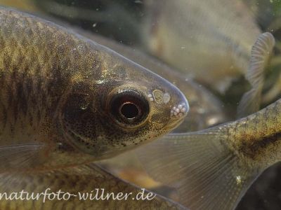 Bitterling mit Malermuscheln 9 Foto W. Willner
