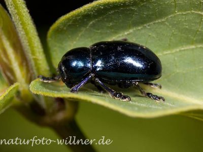 Blattkäfer (Chrysochus asclepiadeus) Foto W. Willner-5