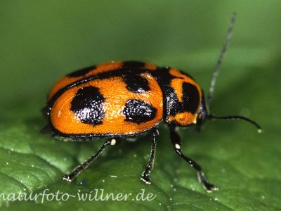 Blattkäfer (Cryptocephalus quinquepunctatus) Foto W. Willner