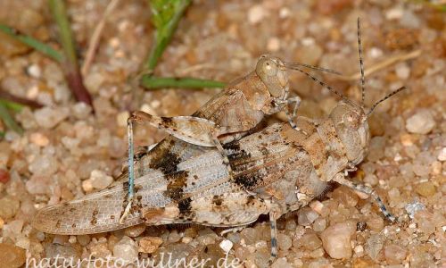 Blauflügel Sandschrecke Paarung 2 Foto W. Willner