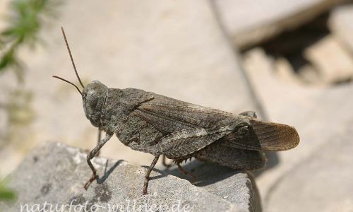 Blauflügel Ödlandschrecke 2 Foto W. Willner