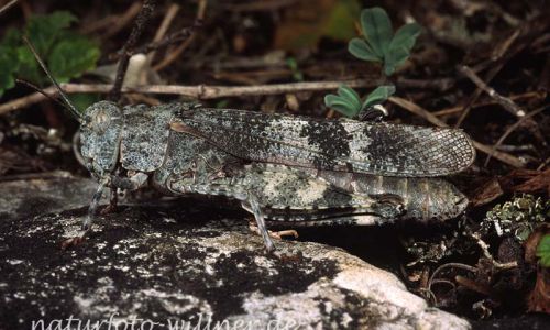 Blauflügel Ödlandschrecke 4 Foto W. Willner