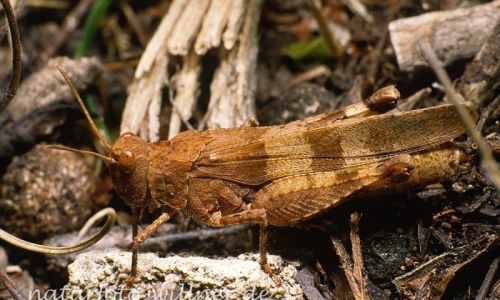 Blauflügel Ödlandschrecke (Oedipoda caerulescens) 6 Foto W. Willner