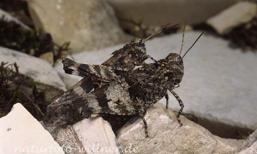 Blauflügel Ödlandschrecke (Oedipoda caerulescens) 7 Foto W. Willner
