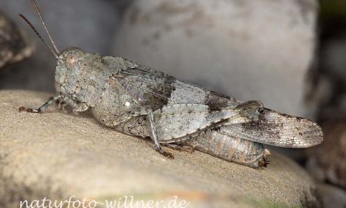 Blauflügelige Ödlandschrecke (Oedipoda caerulescens) Foto W. Willner-7