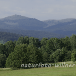 Naturfoto Willner Naturfoto Willner