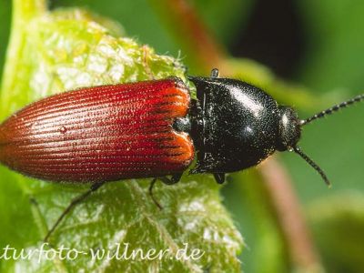 Blutroter Schnellkäfer 1 Foto W. Willner
