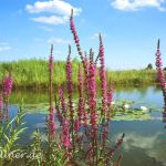 Blutweiderich (Lythrum salicaria) 547 Foto W. Willner