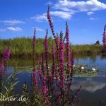 Blutweiderich Lythrum salicaria Naturfoto Willner 666