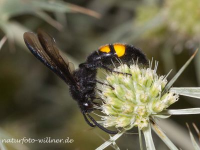 Borstige Dolchwespe (Scolia hirta) Foto W. Willner Neusiedler See Aug Foto W. Willner IMG_8401