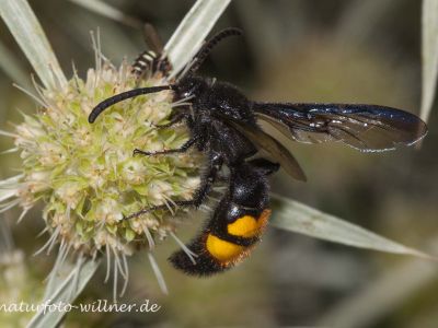 Borstige Dolchwespe (Scolia hirta) Foto W. Willner Neusiedler See Aug Foto W. Willner IMG_8409