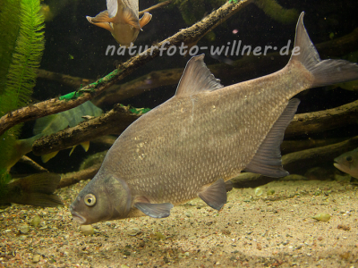 Brachse, Blei Abramis brama Naturfoto Willner Naturfoto Willner