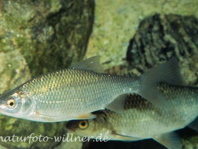 Brachse, Blei Abramis brama Foto Wolfgang Willner Naturfoto_9027
