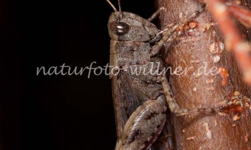 Braune Strandschrecke Aiolopus strepens Foto W. Willner-2