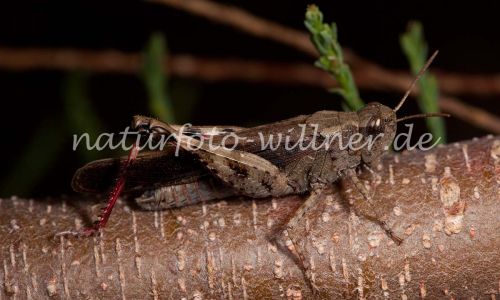 Braune Strandschrecke Aiolopus strepens Foto W. Willner-4 (2)