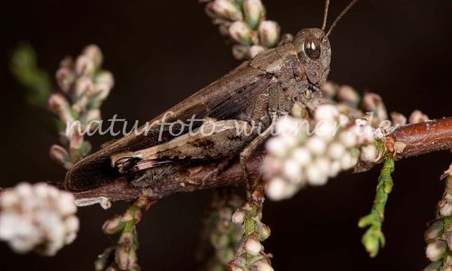 Braune Strandschrecke Aiolopus strepens Foto W. Willner-5