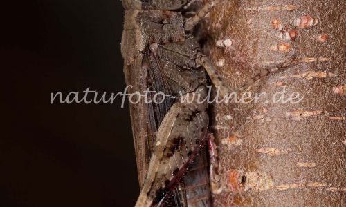 Braune Strandschrecke Aiolopus strepens Foto W. Willner-9