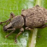 Brauner Lappenrüssler (Otiorhynchus singularis) Foto W. Willner-34