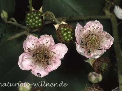 Brombeerart
