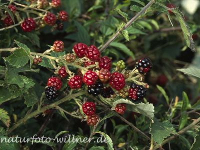 Brombeere (Rubus spec.)