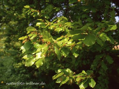 Buche Fagus sylvatica Foto Wolfgang Willner Naturfoto 433