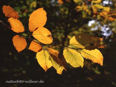 Buche Fagus sylvatica Foto Wolfgang Willner Naturfoto 480