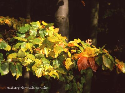 Buche Fagus sylvatica Foto Wolfgang Willner Naturfoto 484