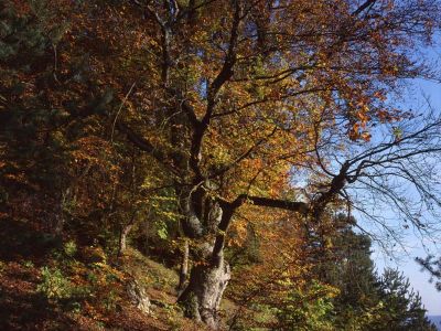 Buche Fagus sylvatica Herbstlaub Altmühltal Foto W. Willner 932