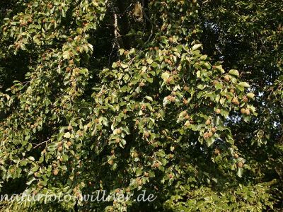 Bucheckern 2 Foto W. Willner