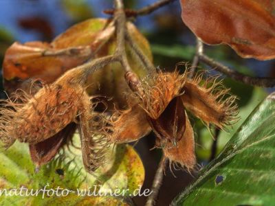 Bucheckern 20 Foto W. Willner