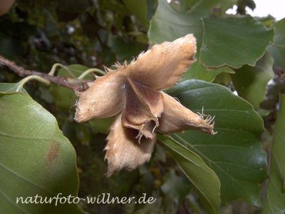 Bucheckern 8 Foto W. Willner