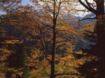 Buchen Herbst Karwendel Foto W. Willner img570