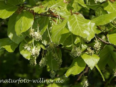 Buchenblüte (Fagus sylvatica)