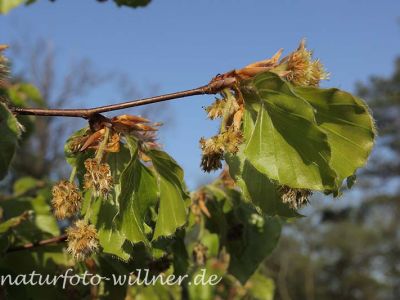 Buchenblüte 6 Foto W. Willner