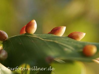 Buchengalle 3 (Miciola fagi) Foto W. Willner