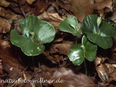 Rotbuche/Keimlinge (Fagus sylvatica)