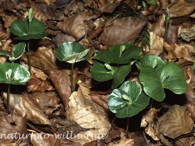 Rotbuche/Keimlinge (Fagus sylvatica)