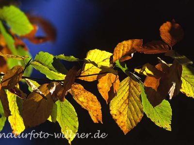 Rotbuche (Fagus sylvatica)