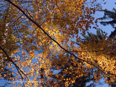 Buchenlaub Herbstfärbung 7 Foto W. Willner