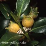 Buchsbaum          Buxus sempervirens