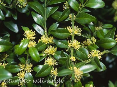 Buchsbaum (Buxus sempervirens)