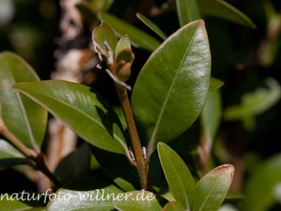 Buchsbaum Buxus sempervirens Foto Wolfgang Willner Naturfoto
