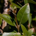 Buchsbaum Buxus sempervirens Foto Wolfgang Willner Naturfoto