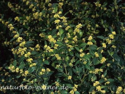 Buchsbaum Foto W. Willner-2