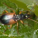 Bunter Enghalsläufer Platynus dorsalis Foto Wolfgang Willner Naturfoto-3